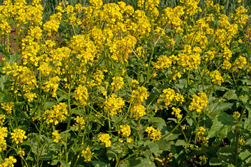 Obraz premium Rapsblüte