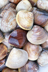 Clam background