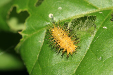 ladybug larvae