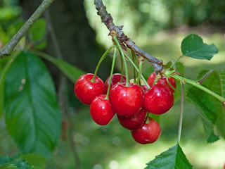 Süßkirsche - Prunus avium