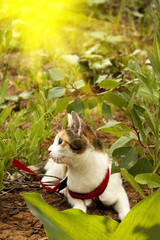 Pet cat grass bushes