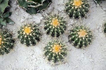 Cactus