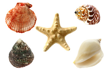 Collection of seashells, isolated
