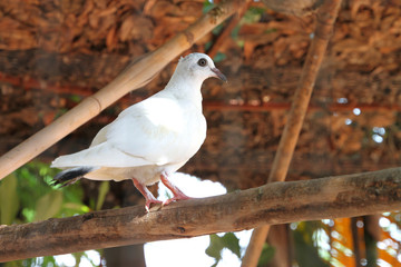 White pigeon