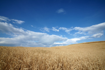 wild oat farmland with blue sky in summer