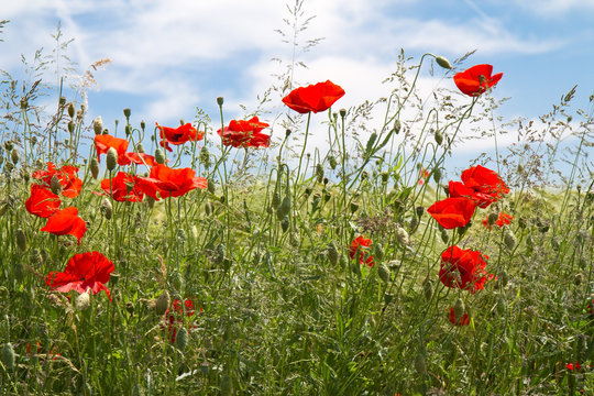 Bl&uuml;hendes Mohnfeld (Papaver Rhoeas) in Bayern