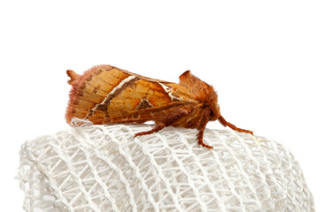 Macro of moth isolated on white