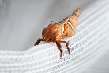 Macro of red moth enface