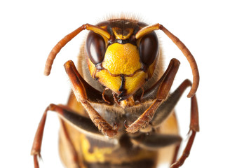 Hornet en face