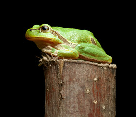 Green frog on branch