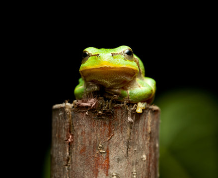 Tree frog en face