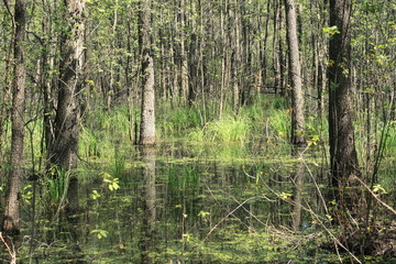 Fototapeta premium wetlands in the forest