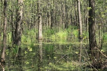 wetlands in the forest