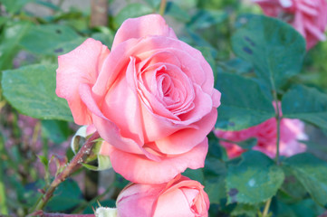 rose