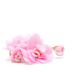 Fototapeta na wymiar Różowy kwiat na białym tle - oferta kwiatów tle