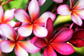 Beautiful plumeria flowers for backgrounds