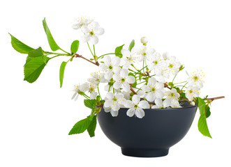 Cherry flowers in a black bowl