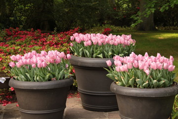Tres macetas con tulipanes rosas