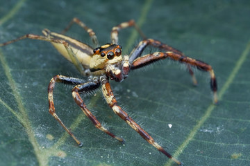 Macro shot of a male Telamonia jumping spider