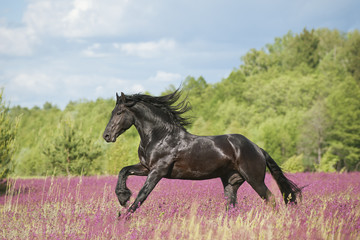 Obraz na płótnie Canvas Zwierzęta Konie