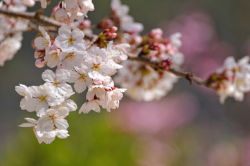 Obraz premium 桜