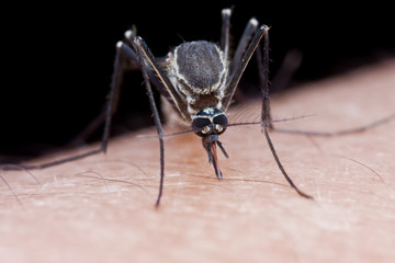 A mosquito sucking human blood on hand