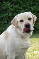 portrait of an adult male labrador