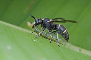 Macro shot of a wasp with beetle larva as prey