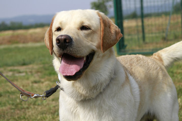 portrait of an adult male labrador