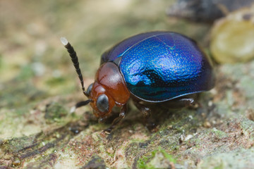 Macro shot of a blue and red beetle