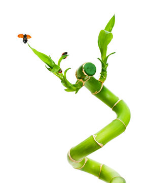 bamboo and ladybugs