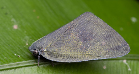 A planthopper on green leaf