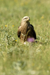 Milano negro en lo verde