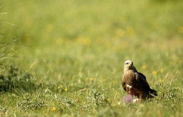 Paisaje con milano negro