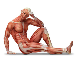 anatomy, muscles - obrazy, fototapety, plakaty