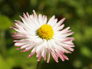 Obraz premium Close-up of daisy flowers