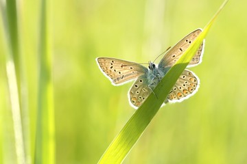 Butterfly on a spring meadow in the sunshine