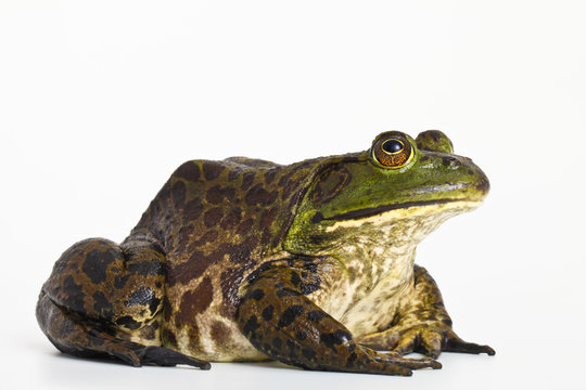 ウシガエル の画像 8 284 件の Stock 写真 ベクターおよびビデオ Adobe Stock