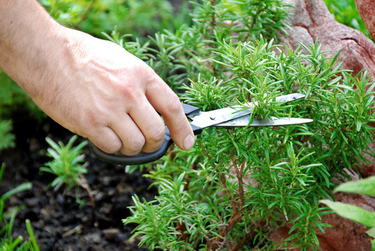 Rosemary Seasoning Garden