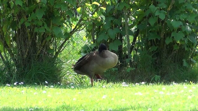 video enten beim schlafen II