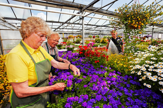 senior garndener couple in the greenhouse