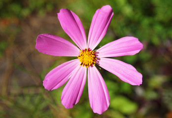 Flowering kosmeya