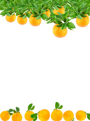 Oranges growing on a tree and fallen