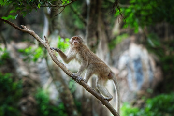 monkey