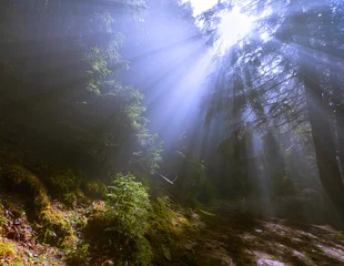 Fotobehang rays of the sun through the fog in the woods © Andrew Mayovskyy