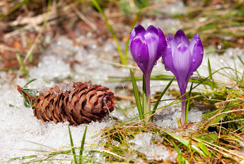 crocuses and fir-cone on the snow in spring