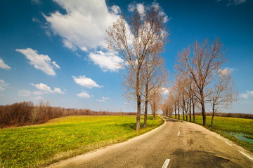 Fototapeta premium Empty road between trees
