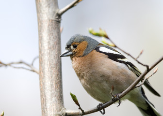 Chaffinch on tree close up