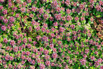 Floral carpet  mosaic-like