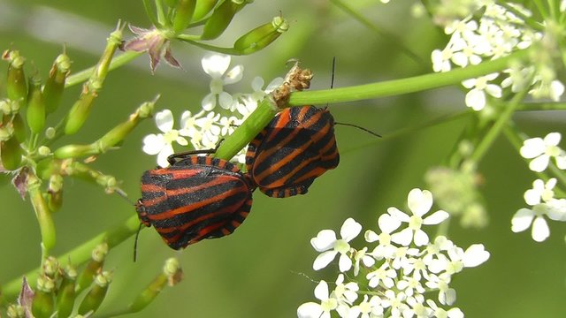 Streifenwanzen - Graphosoma lineatum - Paarung